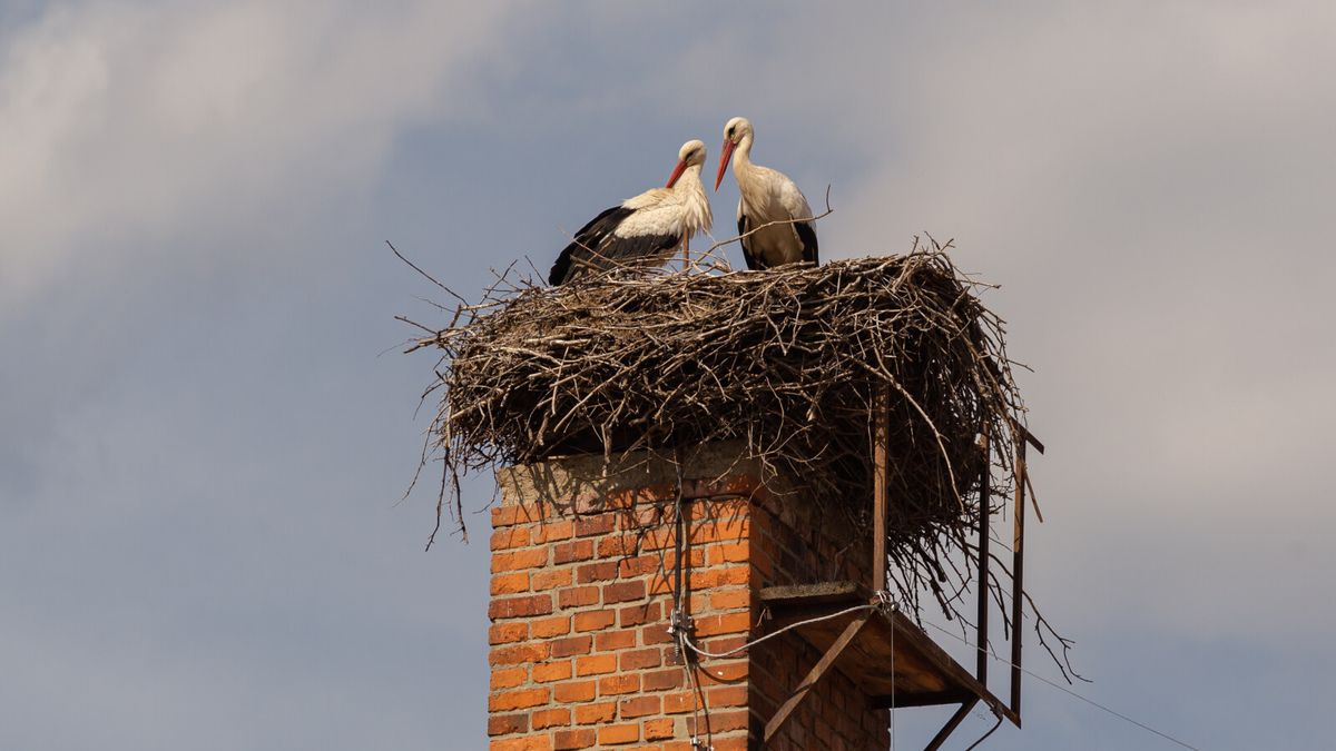 The stork came back.  Do you have a nest nearby?  You can join in their observations and thereby help ornithologists